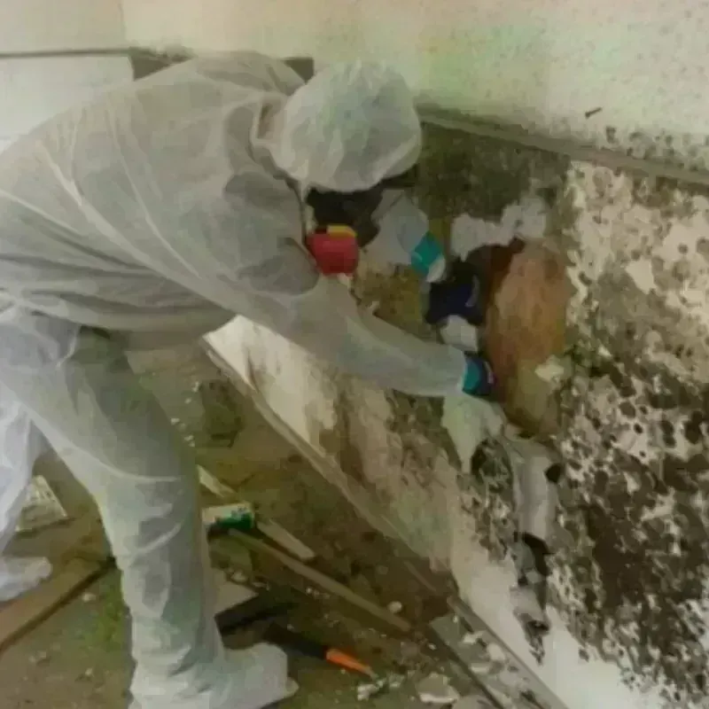 Mold Remediation and Removal in Centerburg, OH